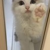 minette