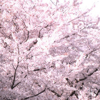 お花見に行きたい🌸💞の画像1