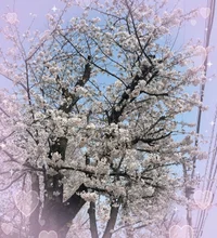 てぃーです^_ ̫ _^っ☔️の画像1