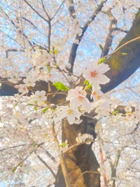 みつです🍯の画像1