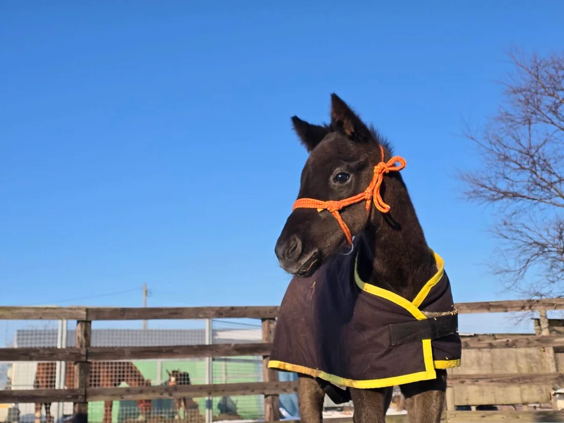 馬女子BAR ハーピー