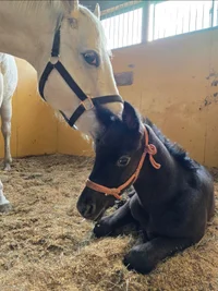 馬女子BAR ハーピー