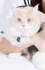 NUMBER46(ナンバーフォーティーシックス):ロロ・ランペルージ