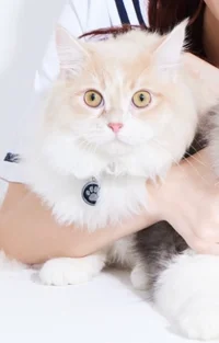 ロロ・ランペルージ