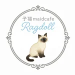 子猫maidcafeRagdoll