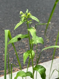 🐞春だ～🐞の画像1