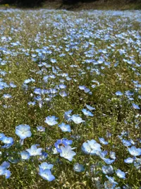 おはなばたけ🌸の画像1