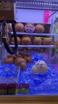 はちわれさぎの画像1