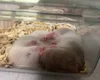 CARRYチャットレディ日本橋店