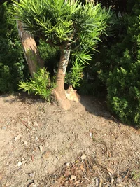 雛
