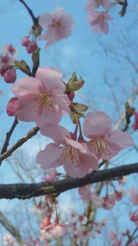 ふなはし