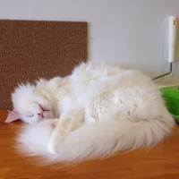 かつくん