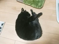 ねこさか